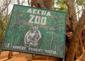 Forestry Commission Confirms Lion Attack On “Intruder”; Reports He Is Dead