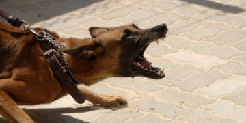 Be Concerned About Health of Domestic Animals to Prevent Rabid Deaths – Public Advised