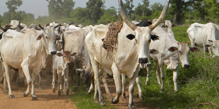 Upper East: RCC bans movement of cattle over Anthrax outbreak