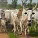 Upper East: RCC bans movement of cattle over Anthrax outbreak