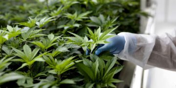 Parliament gives green light to bill for cultivation of cannabis for industrial and medicinal use