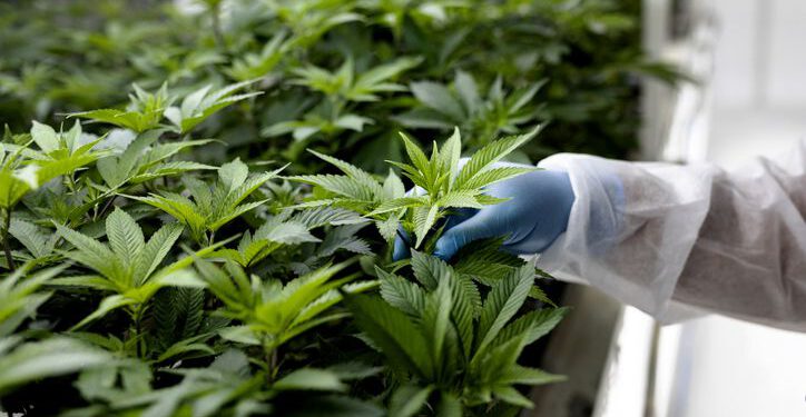 Parliament gives green light to bill for cultivation of cannabis for industrial and medicinal use