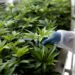 Parliament gives green light to bill for cultivation of cannabis for industrial and medicinal use