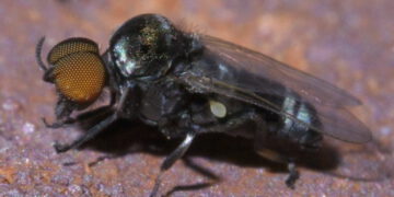 Cases of black fly attack reported in Dawhenya, La-Nkwantanang