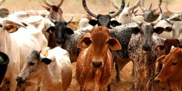 UE/R: Agric Ministry lifts ban on movement and consumption of livestock