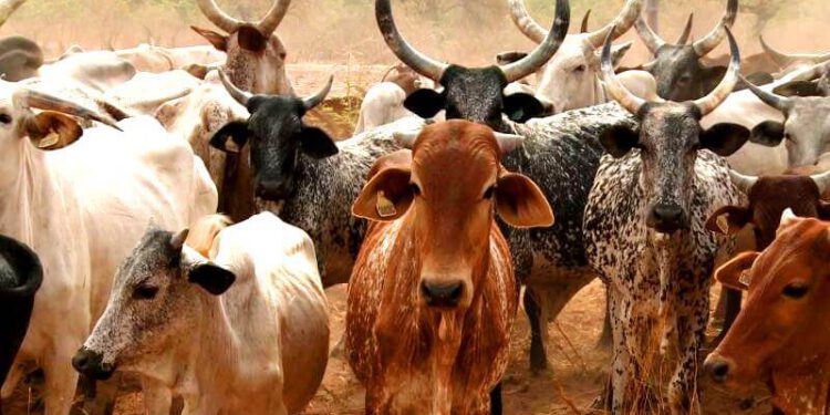 UE/R: Agric Ministry lifts ban on movement and consumption of livestock