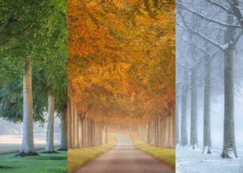 Poem: “Seasons” by Reynold Adjei