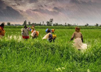 India’s ban on rice exports to trigger global food crisis