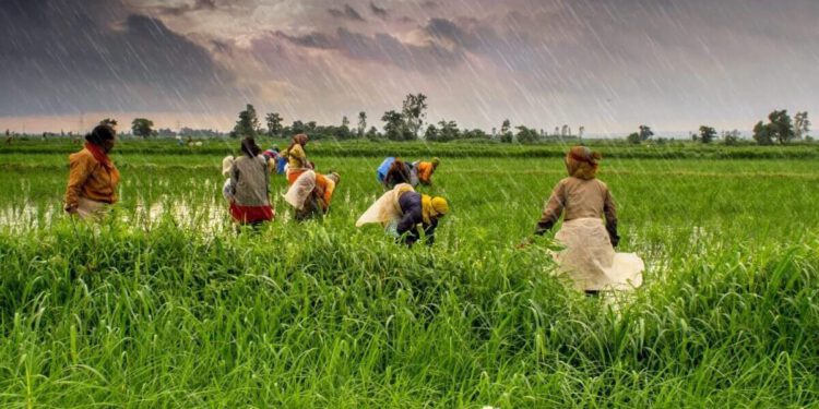 India’s ban on rice exports to trigger global food crisis