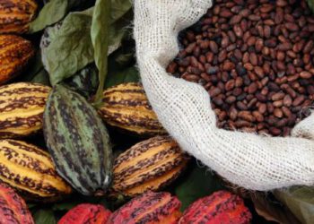 The Bitter Brew: How inflation in Ghana has eroded the prosperity of cocoa farmers (Feature)