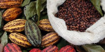 The Bitter Brew: How inflation in Ghana has eroded the prosperity of cocoa farmers (Feature)