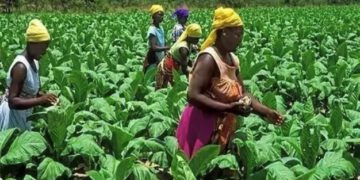Greening Ghana: Allies in Sustainable Farming (FEATURE)