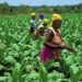 Greening Ghana: Allies in Sustainable Farming (FEATURE)