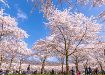 Poem: “My Blossom” by Prince Quality