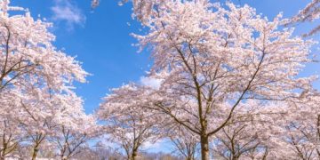 Poem: “My Blossom” by Prince Quality