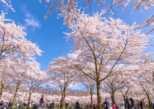 Poem: “My Blossom” by Prince Quality