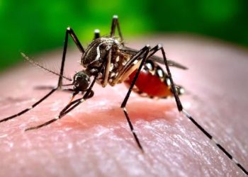 Dengue Fever: GHS issues alert after recording 9 cases in the Eastern Region
