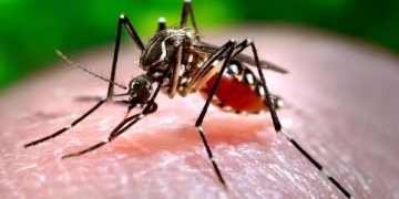Dengue Fever: GHS issues alert after recording 9 cases in the Eastern Region