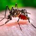 Dengue Fever: GHS issues alert after recording 9 cases in the Eastern Region