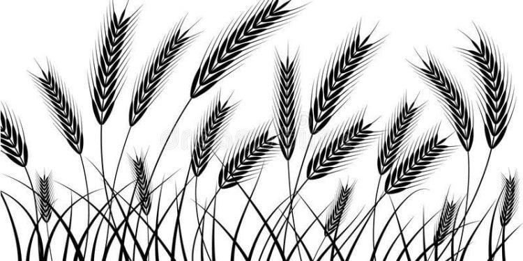 Poem: “Harvest” by Reynold Adjei