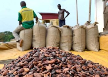 COCOBOD maintains cocoa producer price despite increases in Côte d’Ivoire