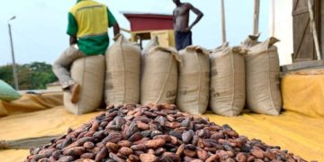 COCOBOD maintains cocoa producer price despite increases in Côte d’Ivoire