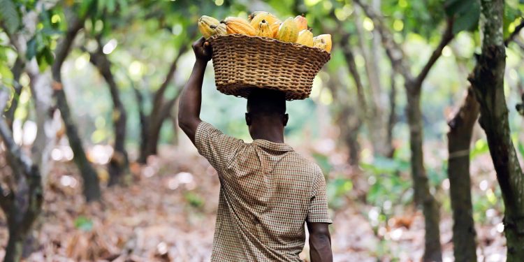 Gov’t raises cocoa producer price by 62% to $5,040