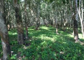 Rubber producers welcome policy to stop raw exports