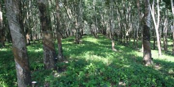 Rubber producers welcome policy to stop raw exports