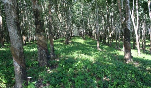 Rubber producers welcome policy to stop raw exports