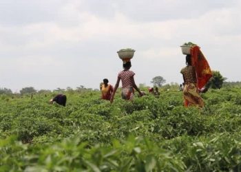 Agriculture, services drive Ghana’s 5.5% GDP growth despite oil slump