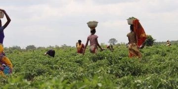 Agriculture, services drive Ghana’s 5.5% GDP growth despite oil slump