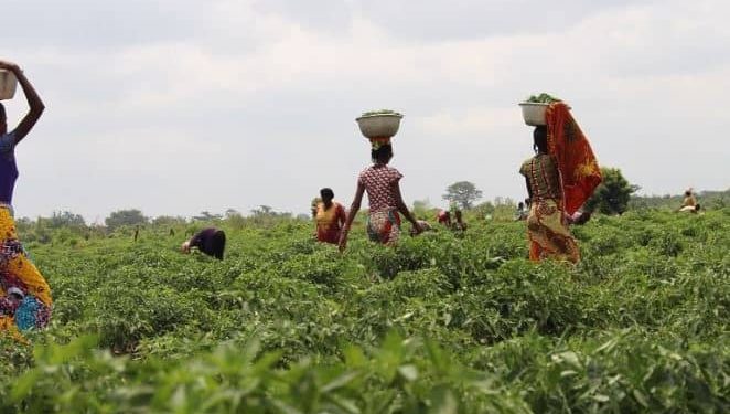 Agriculture, services drive Ghana’s 5.5% GDP growth despite oil slump