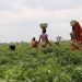 Agriculture, services drive Ghana’s 5.5% GDP growth despite oil slump