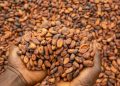 50% local cocoa processing mandated under new reform agenda