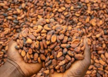 50% local cocoa processing mandated under new reform agenda
