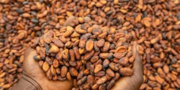 50% local cocoa processing mandated under new reform agenda