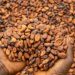 50% local cocoa processing mandated under new reform agenda