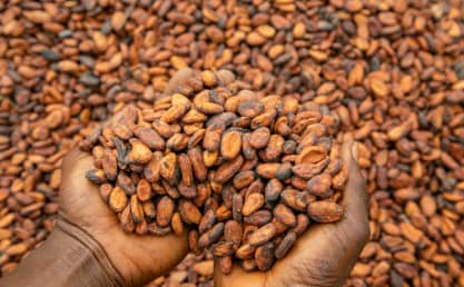 50% local cocoa processing mandated under new reform agenda