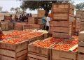 Burkina Faso export ban threatens Ghana’s tomato supply