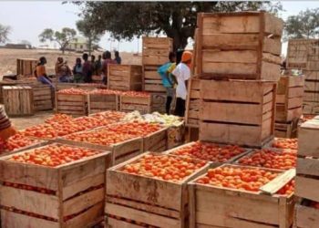 Burkina Faso export ban threatens Ghana’s tomato supply