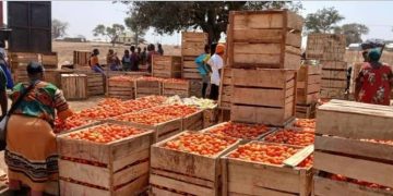 Burkina Faso export ban threatens Ghana’s tomato supply