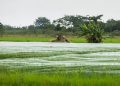 West African leaders rally investment to achieve rice self-sufficiency by 2035