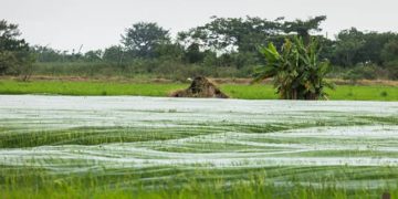 West African leaders rally investment to achieve rice self-sufficiency by 2035