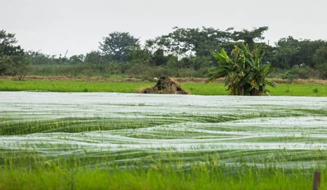 West African leaders rally investment to achieve rice self-sufficiency by 2035