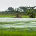 West African leaders rally investment to achieve rice self-sufficiency by 2035