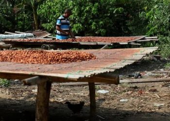 GH¢4bn cocoa buyers’ debt sparks funding concerns, but COCOBOD says obligations are normal
