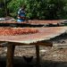 GH¢4bn cocoa buyers’ debt sparks funding concerns, but COCOBOD says obligations are normal