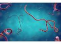 Ghana steps up Ebola screening after cases reported in Kenya, Nigeria